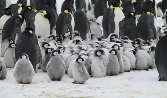 PENGI AND SOMMI Picks Up Three Awards from Baikal