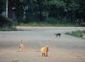 CATS' APARTMENT